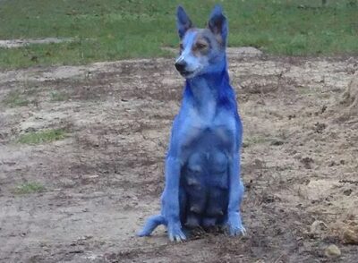 В Шебекино садисты покрасили собаку в голубой цвет