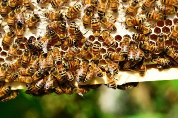 В США двух мальчиков обвинили в убийстве полумиллиона медоносных пчел после вандализма