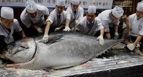 В Токио за $323 тысячи продали голубого тунца весом в 405 кг