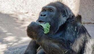 В зоопарке США скончалась одна из старейших горилл