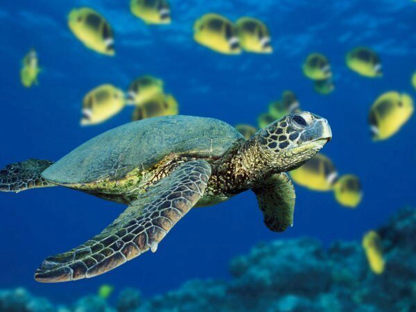 Во Флориде специалисты спасли от гибели до 100 черепах