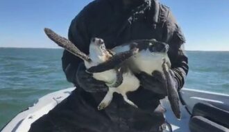 Во Флориде удалось спасти от холода более сотни морских черепах
