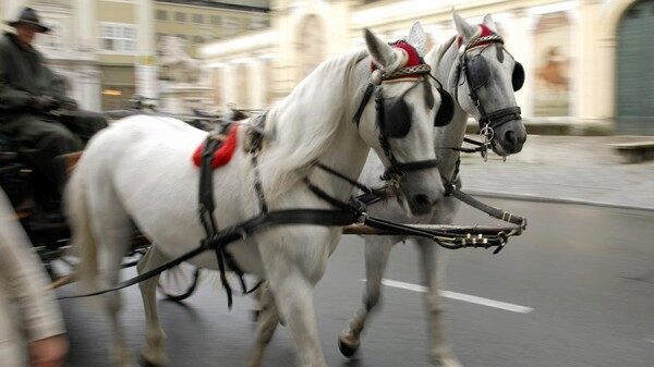 Во время лондонского парада упала лошадь запряженная в карету