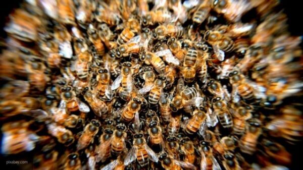 В США вандалы разрушили ульи и уничтожили не менее 500 тыс. пчел