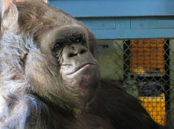 В зоопарке Сан-Диего погибла одна из старейших в мире горилл