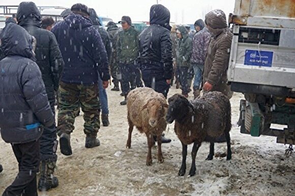 Жителю Зауралья грозит 6 лет колонии за кражу восьми овец