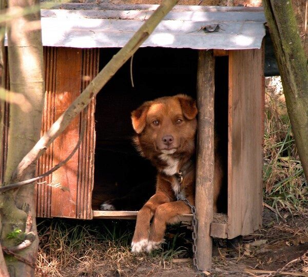 Живодёр вывез собаку и заколотил её в будке на Ставрополье