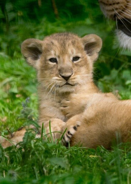Зоопарк в Швеции признался в убийстве новорожденных львят