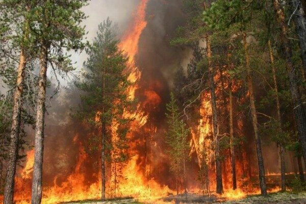 Амазонские леса спасать бессмысленно из-за пожаров