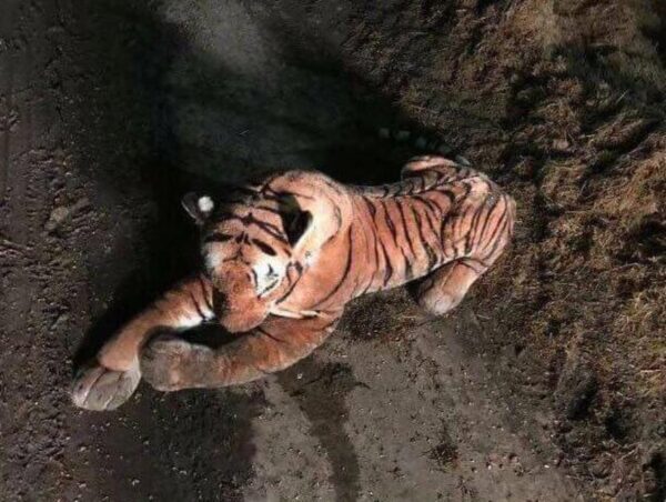 Фермер из Шотландии вызвал полицию из-за игрушки-тигра во дворе