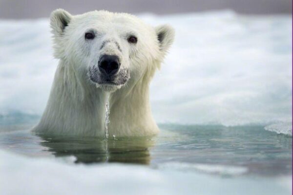 Глобальное потепление может убить полярных медведей, – ученые