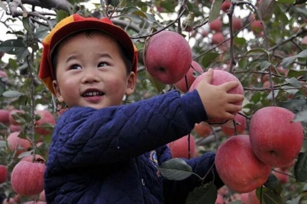 Китай накормит Россию - он начал поставки фруктов в Россию и Белоруссию