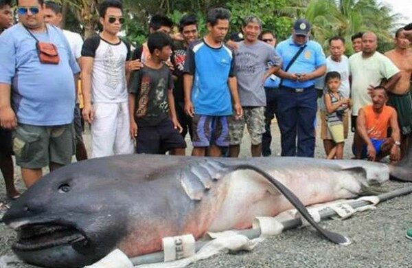 На Филиппинах из-за выброса странного существа на берег ожидают Апокалипсис
