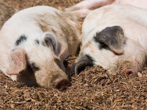 На свалку возле Дергачей выбросили туши зараженных АЧС свиней