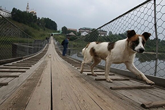 Носов: к марту у Нижнего Тагила закончатся деньги на отлов бродячих собак