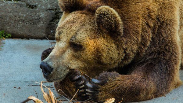 Под Воронежем задравший пенсионера медведь посадил хозяина на 1,5 года