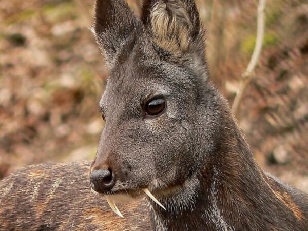 Редкий саблезубый олень-«вампир» попал на видео-ловушку в Приморье