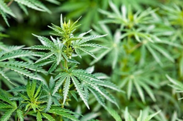 Рекордное число жителей США поддерживает легализацию марихуаны