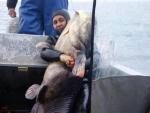 Рыбаки показали выловленного в Украине 140-килограммового сома