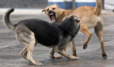 Свора из троих собак атаковала девушку в центре Кирова