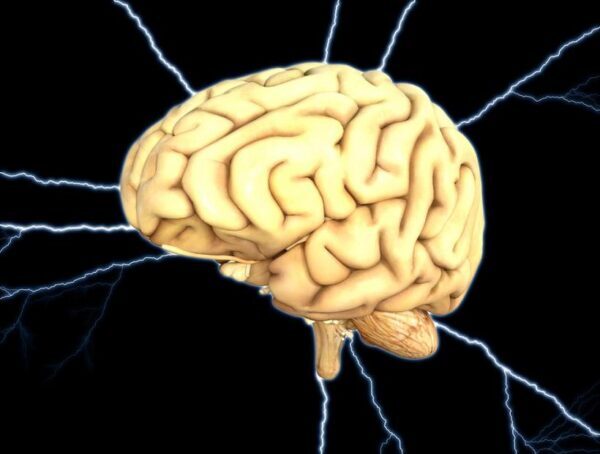 Ученые: Формирование привычек происходит под контролем нейронов стриатума