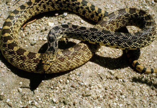 Учёные рассказали, как змеи управляют своими телами для охоты и выживания