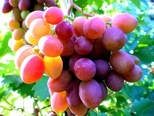 Ученые считают виноград лучшим средством от депрессии
