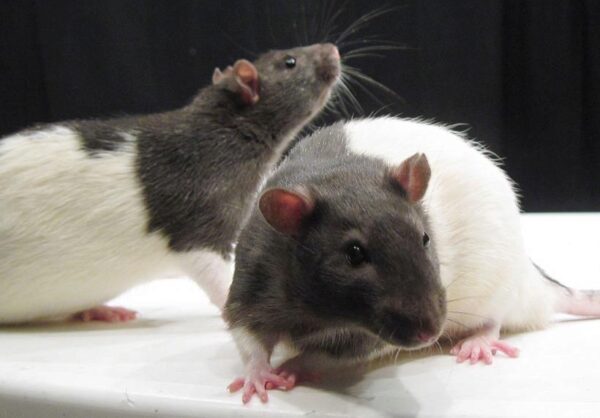 Ученые выяснили, что крысы могут помогать друг другу так же, как люди