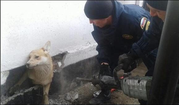 В Астрахани спасатели вызволили собаку из бетонной ловушки