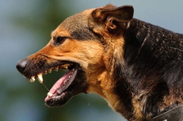 В Дагестане бездомные собаки насмерть загрызли маленького мальчика - СМИ