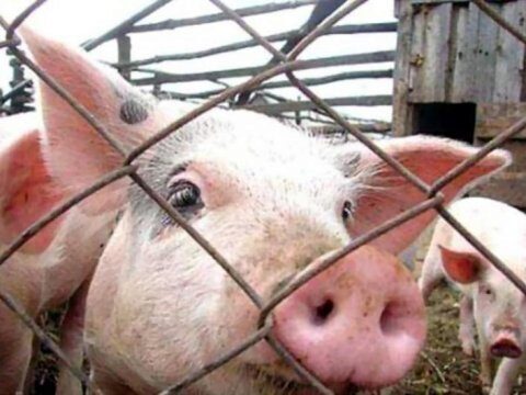В Ершовском районе у домашних свиней обнаружили африканскую чуму
