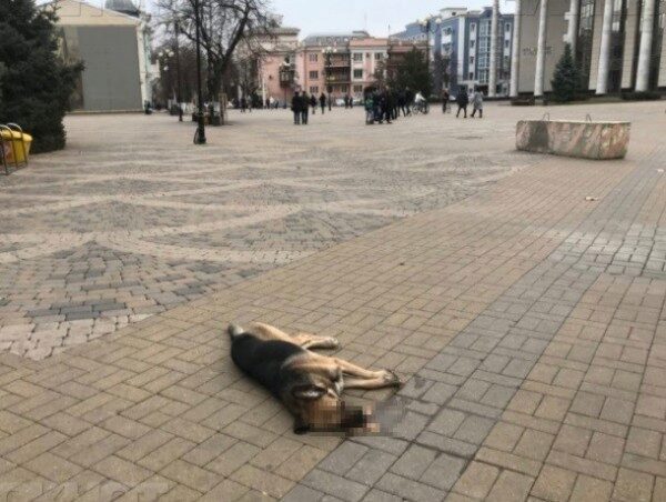 В Краснодаре на Пушкинской площади зверски убили собаку