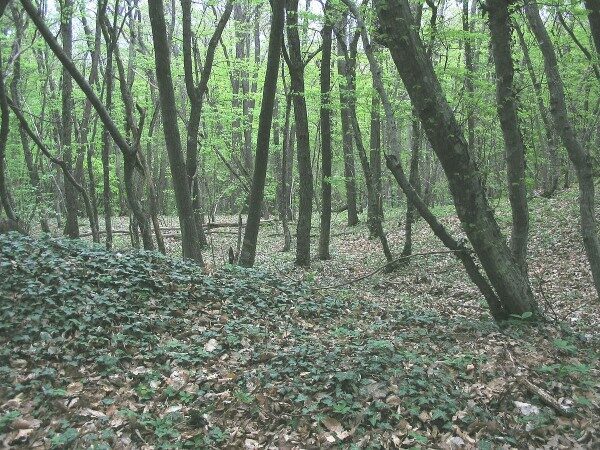 В Крыму заблудилась четырехлетняя девочка в лесу