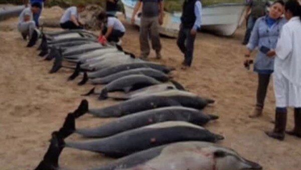 В Мексике 50 дельфинов выбросились на берег
