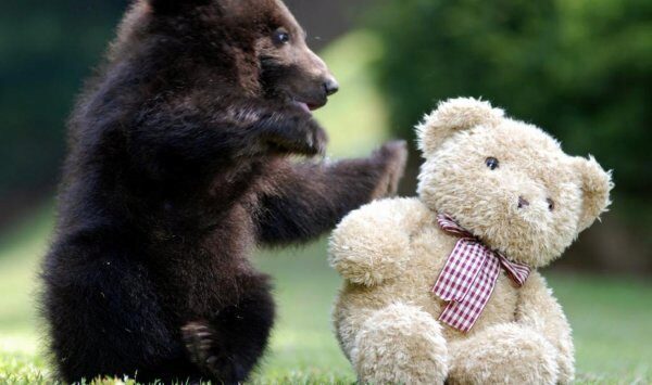 В Новой Москве на помойке нашли в коробке двух новорожденных медвежат