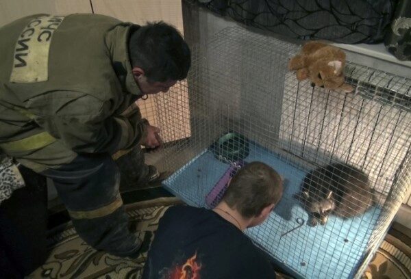 В Омске спасатели помогли еноту, забравшемуся в вентиляционную шахту