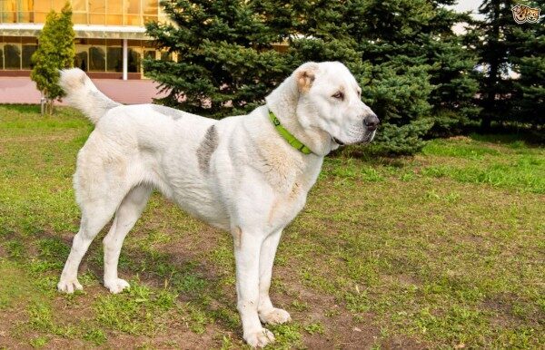 В Пензе суд взыскал с владельца покусавшей истца собаки 100 000 рублей
