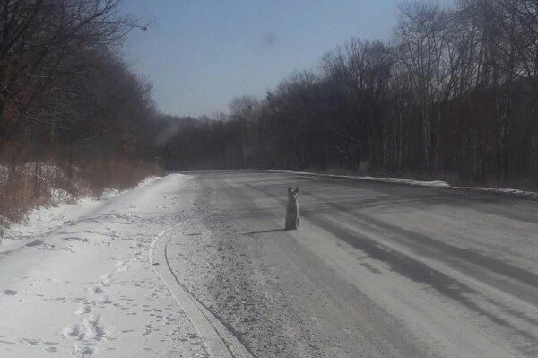 В Приморье охотники за собаками расчленили пса