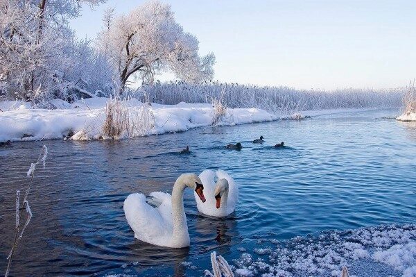 В Ростове окровавленный лебедь шокировал посетителей парка