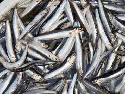 В Саратов не пустили почти 20 тонн рыбы из Казахстана