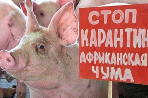 В Саратовской области нашли источник африканской чумы свиней
