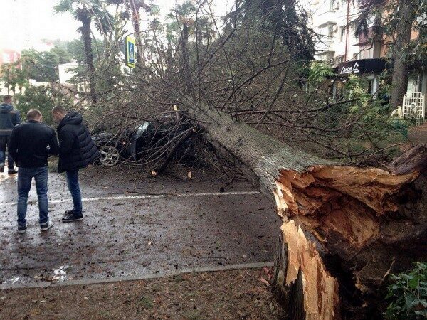 В Сочи на туристку свалилось дерево, женщина в больнице