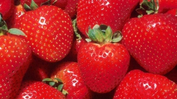 В Липецкой области начали отгрузку первых замороженных ягод