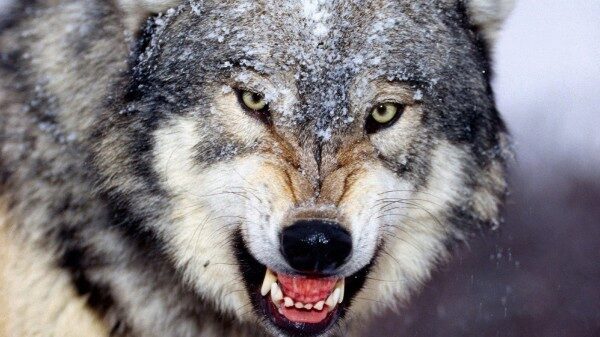 Волки нападают на деревни в Свердловской области и похищают собак