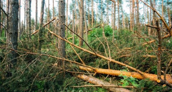 Южноуралец на тракторе сократил путь через лес, повредив 49 деревьев