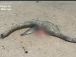 На берег в США выбросило тело странного морского чудовища