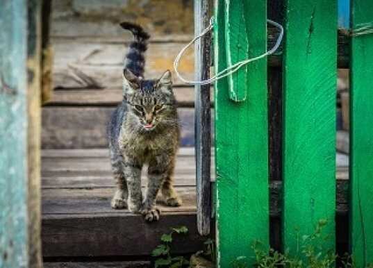 Необъяснимое явление: из деревни навсегда убегают все коты и кошки