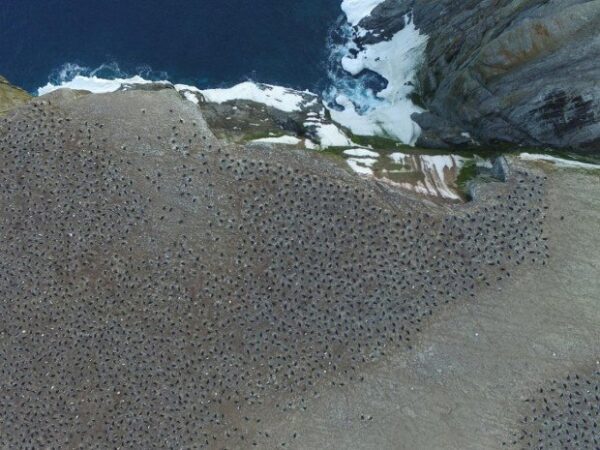 Ученые открыли в Антарктиде скрытую колонию из 1,5 миллионов пингвинов