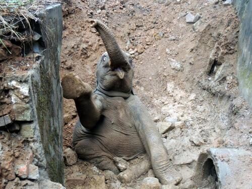 В Индии слоненка спасли из ямы ковшом экскаватора