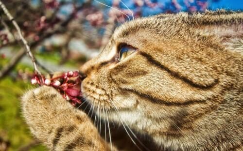 В Канаде кошка вместо мышей приносит хозяйке цветы